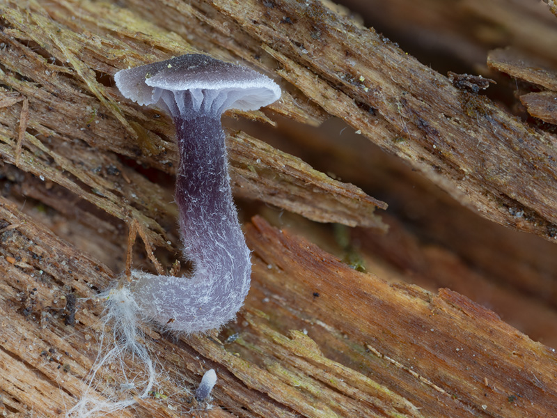 Entoloma zuccherellii